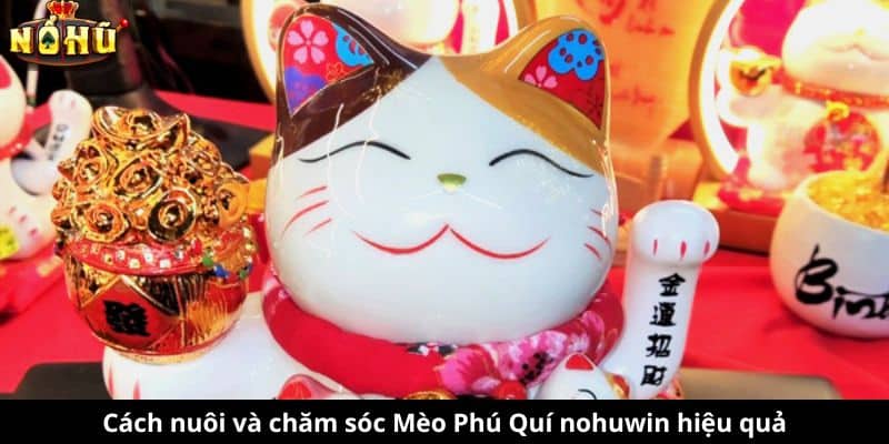 Cách nuôi và chăm sóc Mèo Phú Quí nohuwin hiệu quả